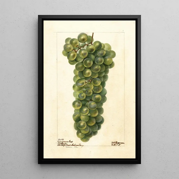 Vitis Sauvignon Vert - Deborah Griscom Passmore — oprawiony obraz na ścianie
