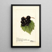 Reprodukcja obrazu Vitis Smiths Improved - Deborah Griscom Passmore