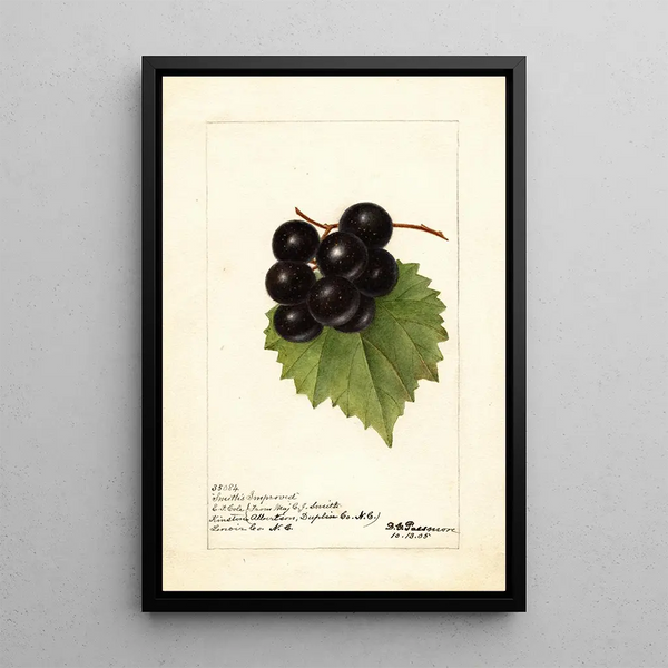Reprodukcja obrazu Vitis Smiths Improved - Deborah Griscom Passmore