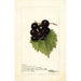 Reprodukcja obrazu Vitis Smiths Improved - Deborah Griscom Passmore