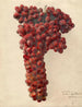 Vitis Sultanina Rosea - Deborah Griscom Passmore — widok dzieła