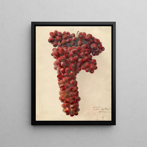 Vitis Sultanina Rosea - Deborah Griscom Passmore — oprawiony obraz na ścianie