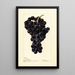 Reprodukcja obrazu Vitis Superbe - Deborah Griscom Passmore