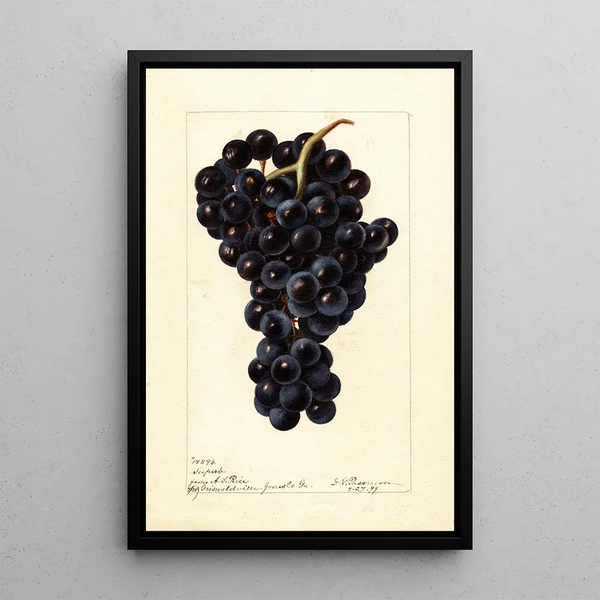 Reprodukcja obrazu Vitis Superbe - Deborah Griscom Passmore