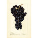Reprodukcja obrazu Vitis Superbe - Deborah Griscom Passmore