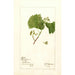 Vitis White Staminate - Deborah Griscom Passmore — widok dzieła