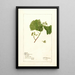 Vitis White Staminate - Deborah Griscom Passmore — oprawiony obraz na ścianie
