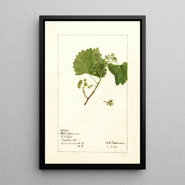 Vitis White Staminate - Deborah Griscom Passmore — oprawiony obraz na ścianie