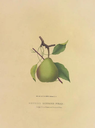 Dellon Marcus Dewey - Beurre Giffard Pear.webp