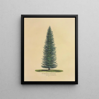 Dellon Marcus Dewey - Menzies Spruce.webp