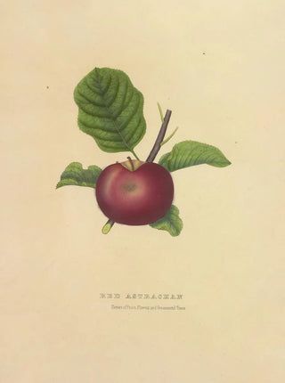 Dellon Marcus Dewey - Red Astrachan.webp