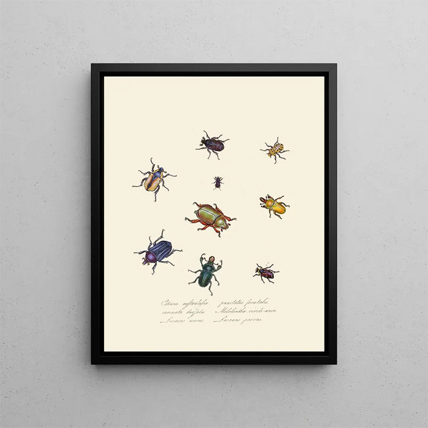 Edward Donovan - An epitome of the natural history of the insects of New Holland New Zealand Pl01.webp