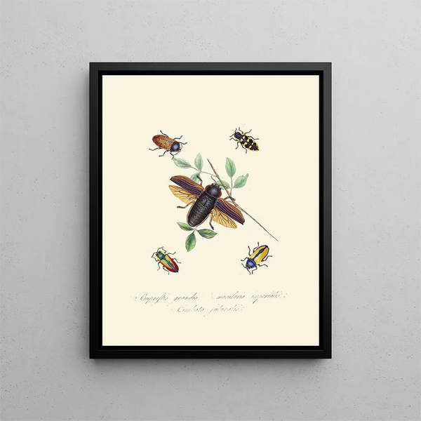 Edward Donovan - An epitome of the natural history of the insects of New Holland New Zealand Pl07.webp
