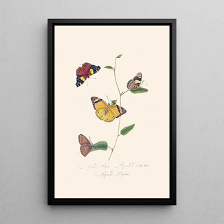 Edward Donovan - An epitome of the natural history of the insects of New Holland New Zealand Pl25.webp