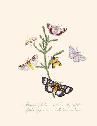 Edward Donovan - An epitome of the natural history of the insects of New Holland New Zealand Pl35.webp