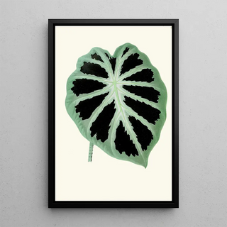 Edward Joseph Lowe - Alocasia Jenningsii.webp