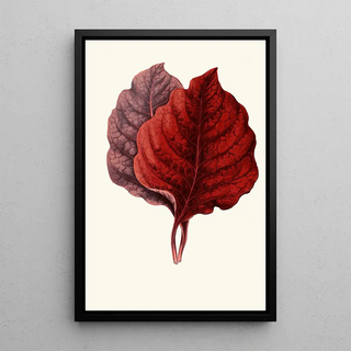 Edward Joseph Lowe - Amarantus Melancholicus.webp