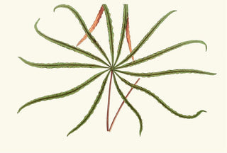 Edward Joseph Lowe - Aralia Veitchii.webp