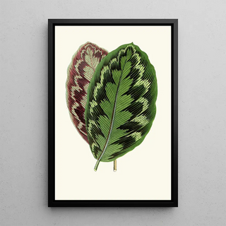 Edward Joseph Lowe - Calathea Veitchiana.webp