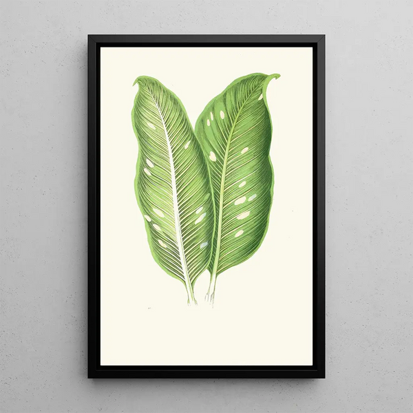 Dieffenbachia Baraquiniana - Edward Joseph Lowe — oprawiony obraz na ścianie