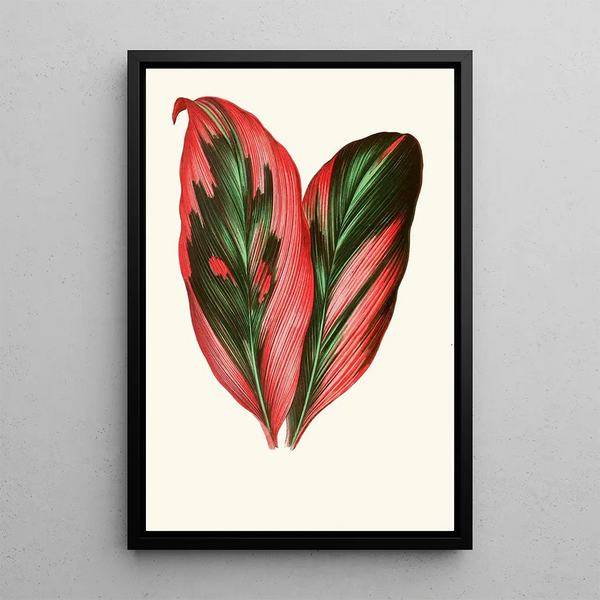Dracaena Terminalis - Edward Joseph Lowe — oprawiony obraz na ścianie