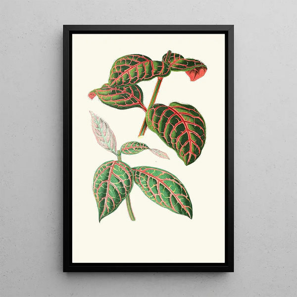 Eranthemum Sanguinolentum - Edward Joseph Lowe — oprawiony obraz na ścianie