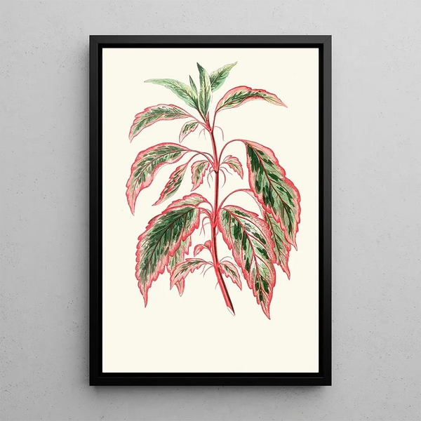 Reprodukcja obrazu Hibiscus Cooperi - Edward Joseph Lowe