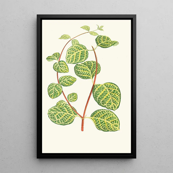 Reprodukcja obrazu Lonicera Brachypoda - Edward Joseph Lowe