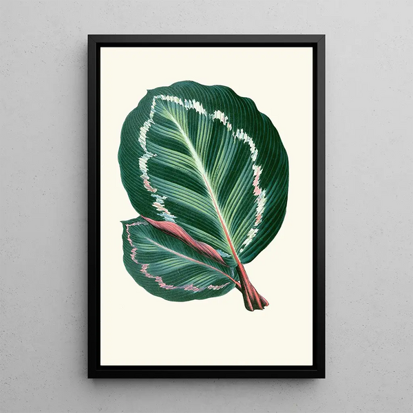 Maranta Illustris - Edward Joseph Lowe — oprawiony obraz na ścianie