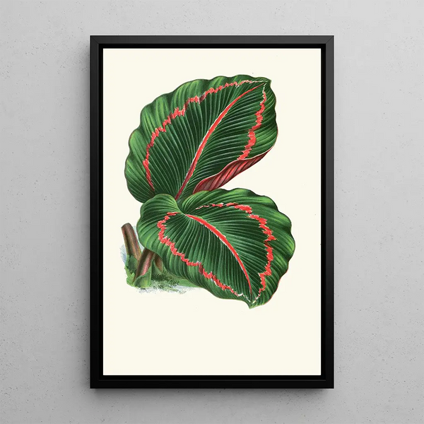 Maranta RoseoPicta - Edward Joseph Lowe — oprawiony obraz na ścianie