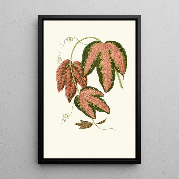 Reprodukcja obrazu Passiflora Trifasciata - Edward Joseph Lowe