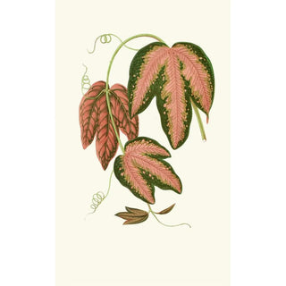 Edward Joseph Lowe - Passiflora Trifasciata.webp
