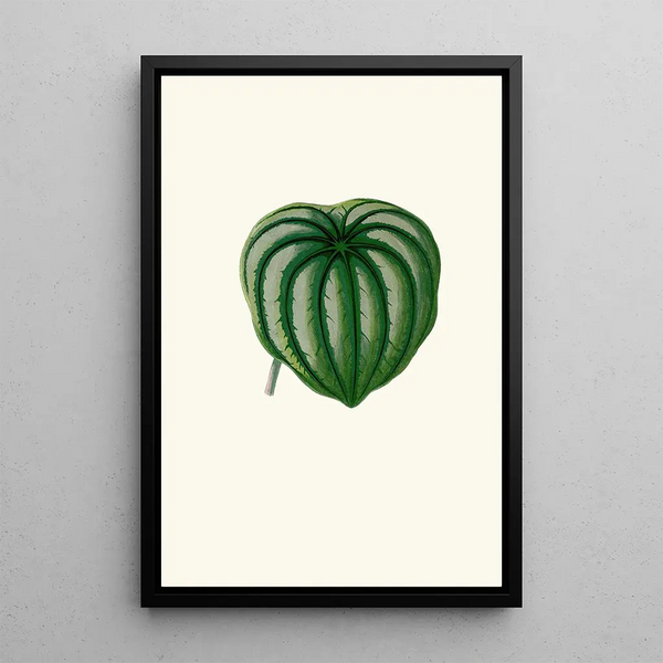 Peperomia Argyrea - Edward Joseph Lowe — oprawiony obraz na ścianie
