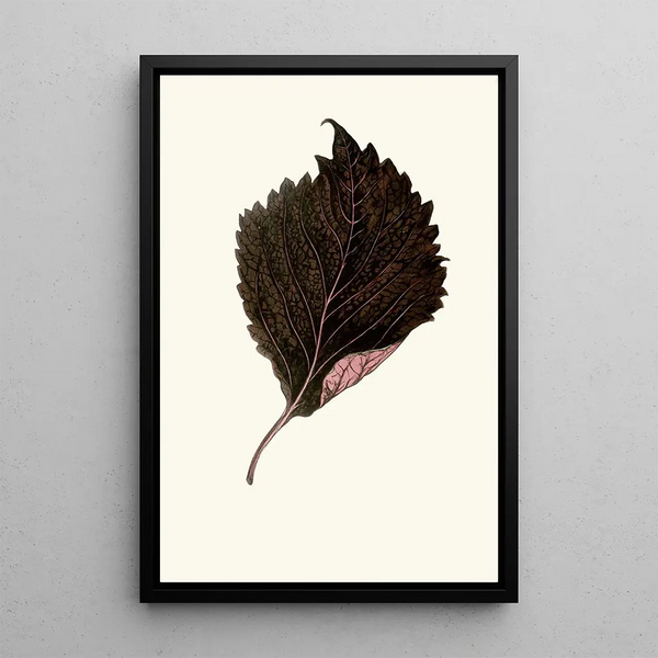 Reprodukcja obrazu Perilla Nankinensis - Edward Joseph Lowe
