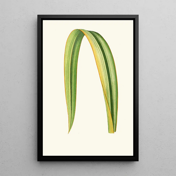 Reprodukcja obrazu Phormium Tenax - Edward Joseph Lowe