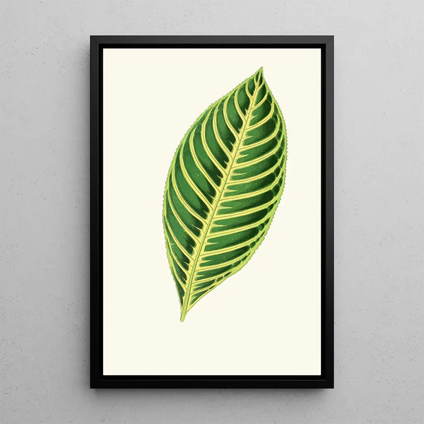 Reprodukcja obrazu Sanchezia Nobilis - Edward Joseph Lowe