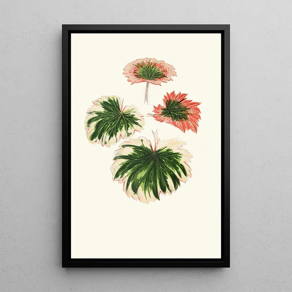 Reprodukcja obrazu Saxifraga Fortunei - Edward Joseph Lowe