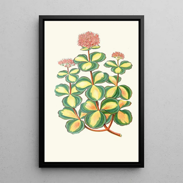 Reprodukcja obrazu Sedum Sieboldii - Edward Joseph Lowe