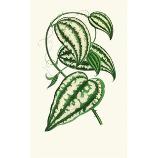 Edward Joseph Lowe - Smilax Macrophylla.webp