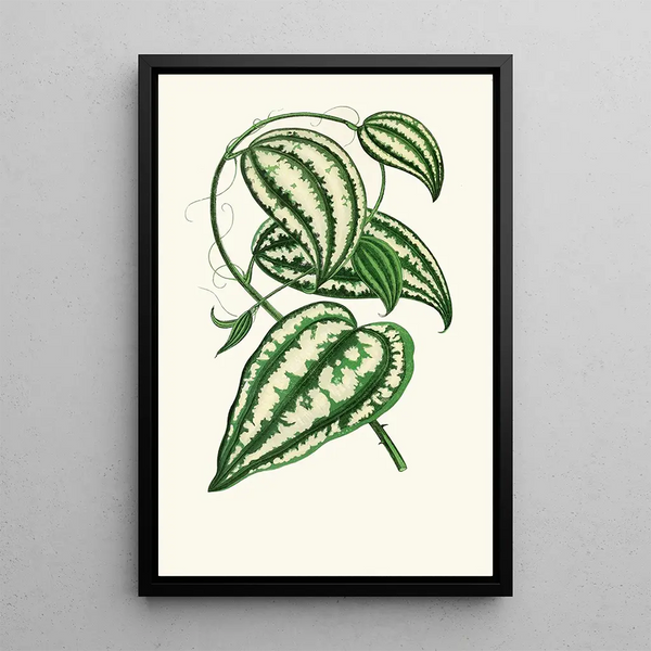 Smilax Macrophylla - Edward Joseph Lowe — oprawiony obraz na ścianie