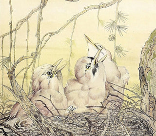 Edward Julius Detmold - The Jay.webp