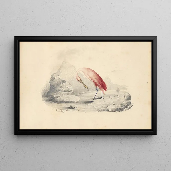 Różowy flaming - Edward Lear — oprawiony obraz na ścianie