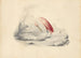 Różowy flaming - Edward Lear — widok dzieła