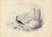 Un harle - Edward Lear — widok dzieła
