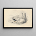 Un harle - Edward Lear — oprawiony obraz na ścianie