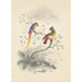 Reprodukcja obrazu Para ptaków - Edward Lear