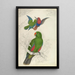 Reprodukcja obrazu Eclectus Roratus Polychloros - Edward Lear