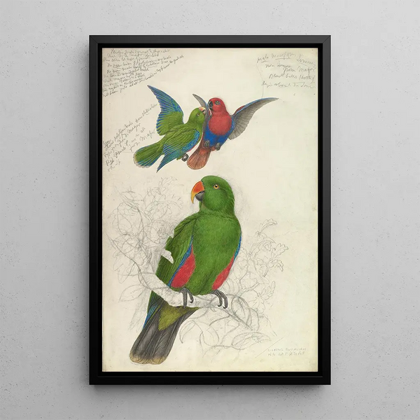 Reprodukcja obrazu Eclectus Roratus Polychloros - Edward Lear