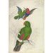 Reprodukcja obrazu Eclectus Roratus Polychloros - Edward Lear