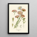 Reprodukcja obrazu Acroclinium roseum - Edward Step